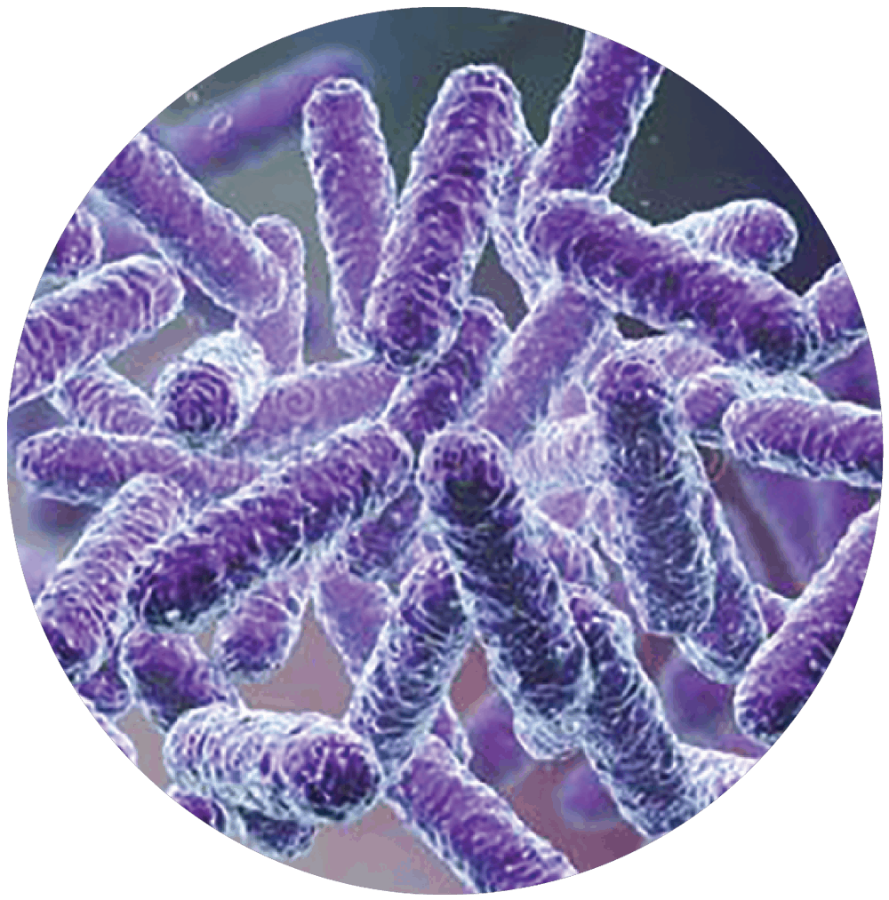Bacillus Spp
